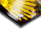 Ancient Egyptian Goddess Isis  Acrylic print