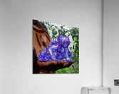 Bufo Alvarius - Sonoran Desert Toad  Acrylic Print